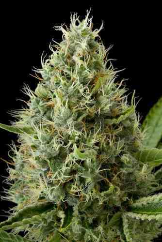 Dinamex > Dinafem Seeds | Feminized Marijuana   |  hybrid